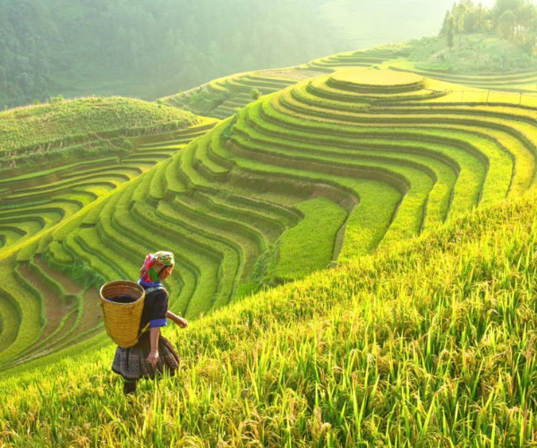 Vietnam del Nord e terrazze di riso - 10 giorni - da 890$/persona