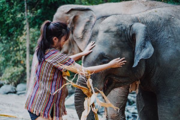 Chiang Mai - Elephant Jungle Sanctuary - Doi Suthep