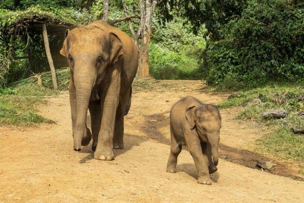Chiang Mai - Santuario degli elefanti