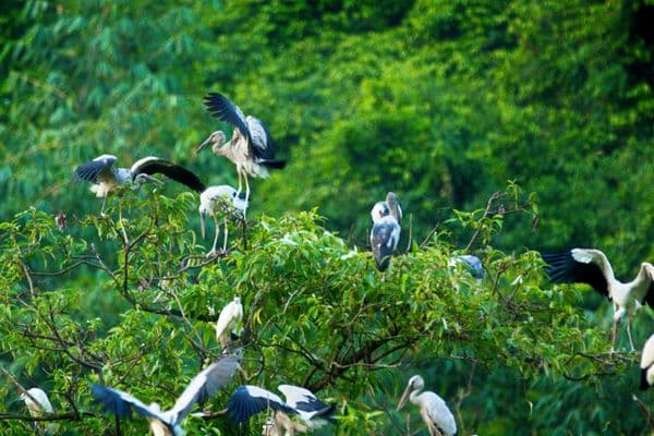 Hanoi - Galaxy Grotta - Giardino degli uccelli di Thung Nham