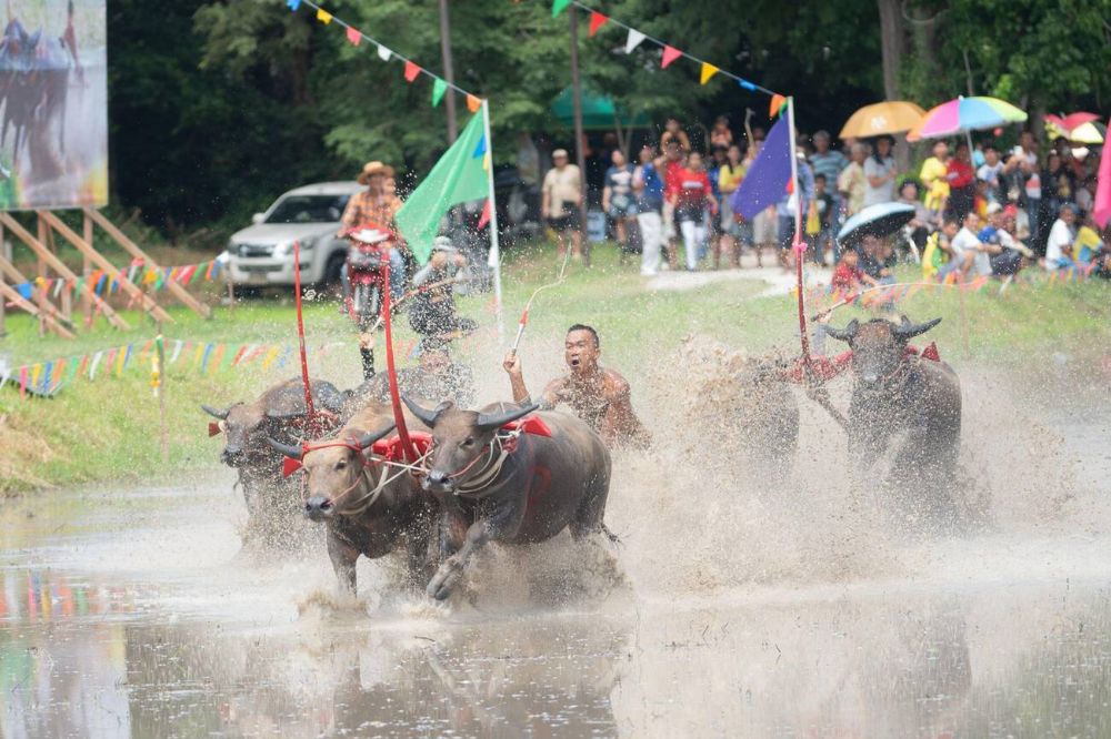 Festival delle corse dei bufali a Chonburi Wing Kwai