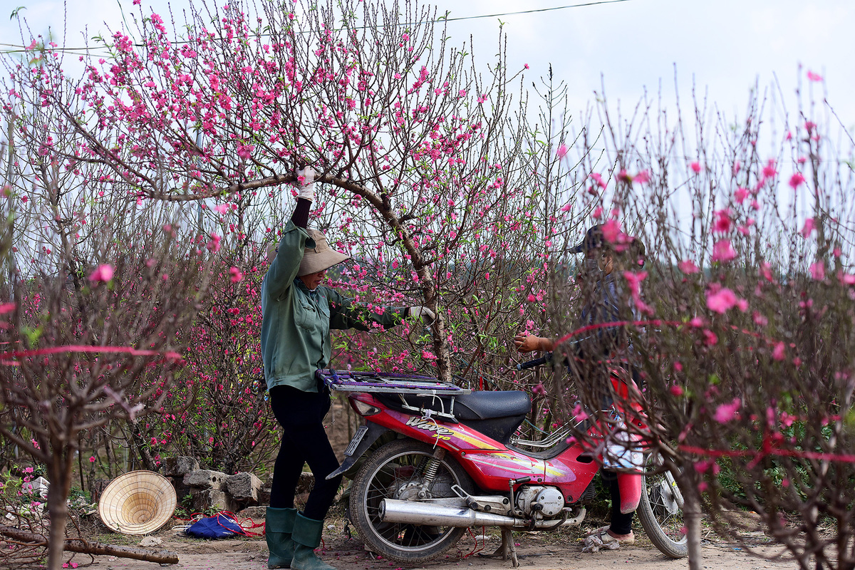 fiori di tet vietnam