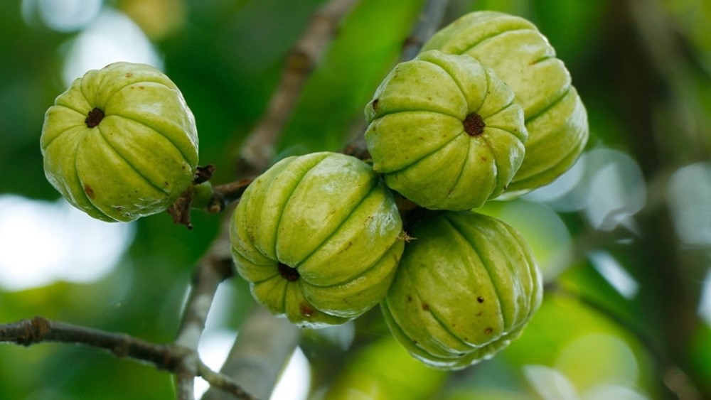 Garcinia cambogia