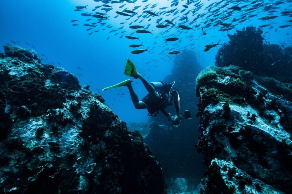 Immersioni con gli squali nella Shark Bay